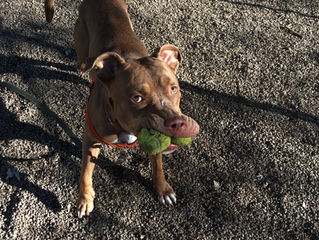 Adopt a Shelter Dog Month 2018: Top mistakes made when bringing home your new dog