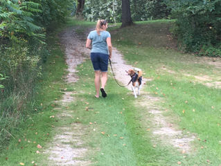 Leash your dog!