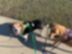 Two mixed breed dogs hang out together on leash