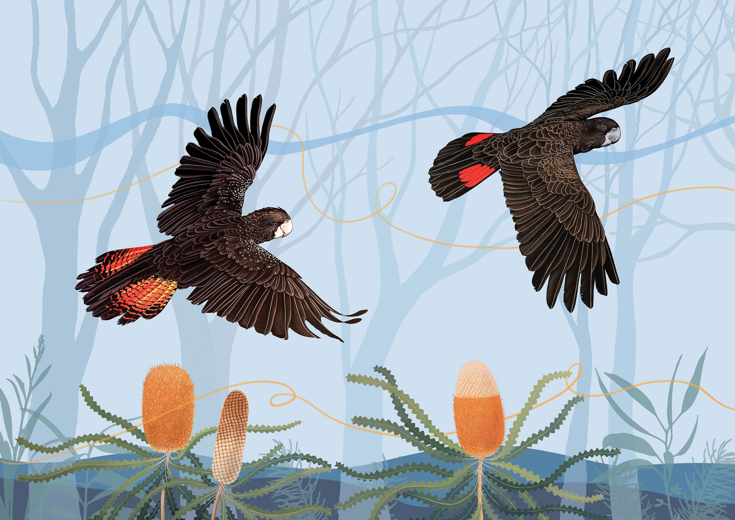 Red Tailed Black Cockatoos Flying Over Bushland