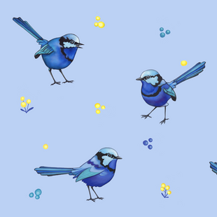 Blue wren on wattle 2 big.png