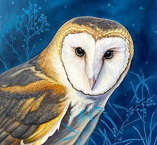 Barn Owl