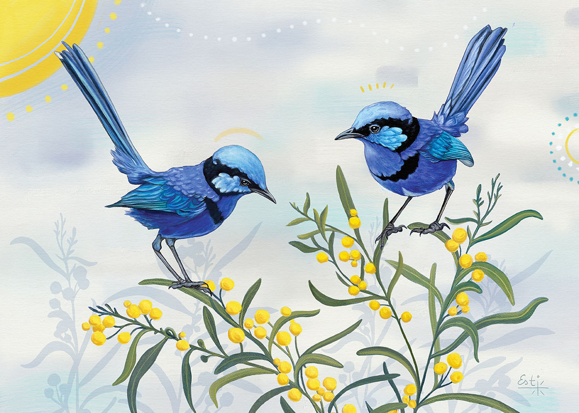 Splendid Fairy Wrens on Acacia Saligna