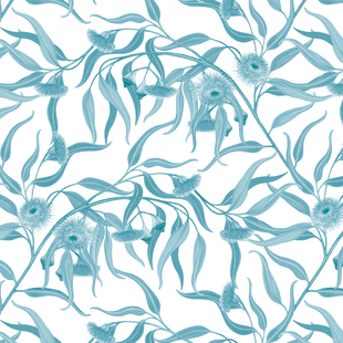 Eucalyptus caesia TEAL_.png