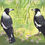 Thumbnail: Magpies Under Peppermint Tree