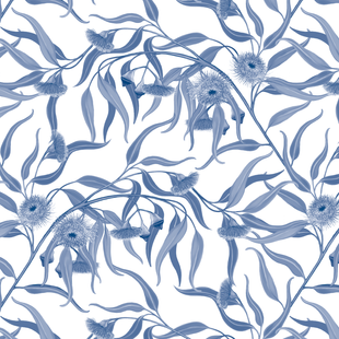 Eucalyptus caesia BLUE.png