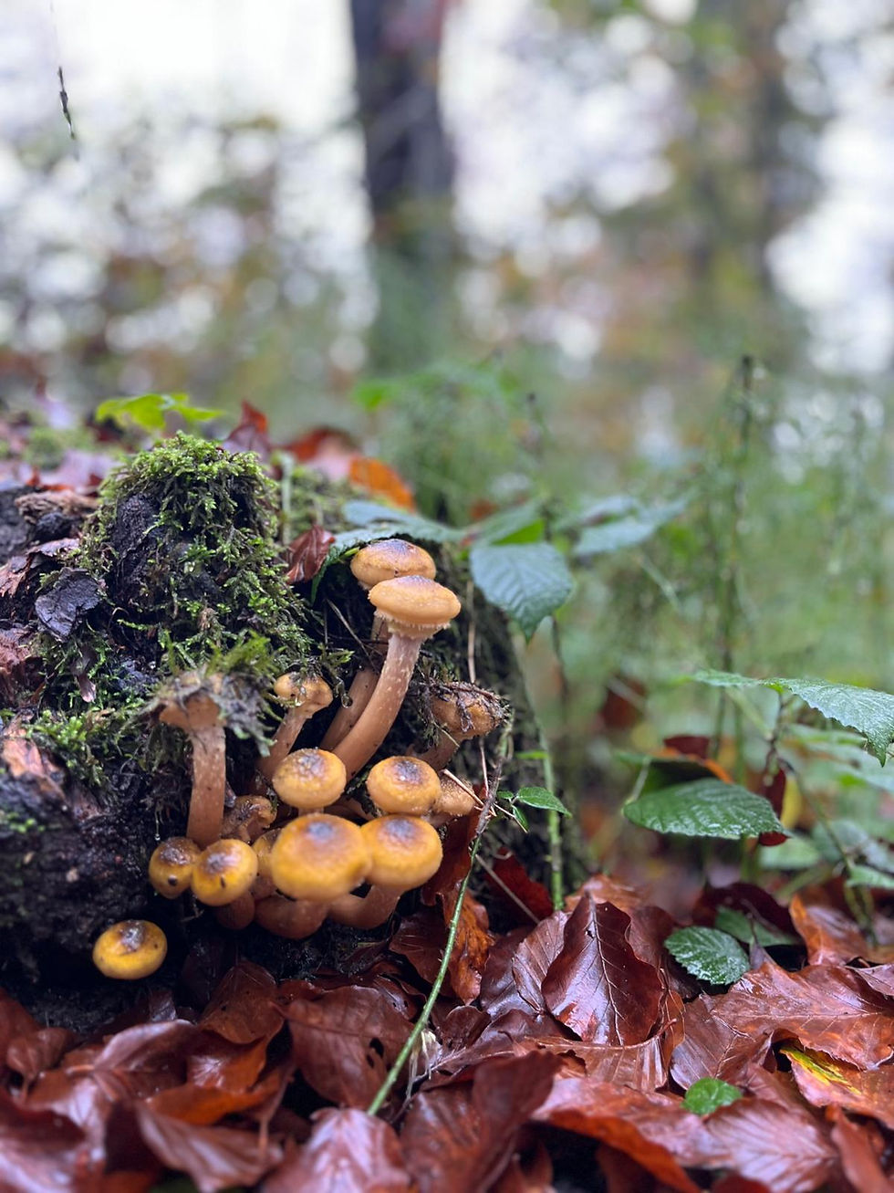 5 Consigli per fare trekking in autunno