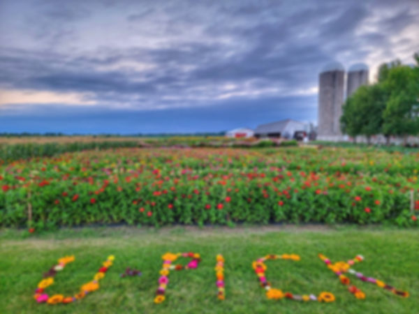 U-Pick Subscription - 5 Bouquets