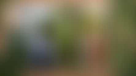 Explorando a Amazônia: Experiências Imperdíveis no Norte do Brasil