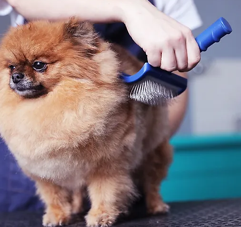 Dog grooming price guide for double coated breeds