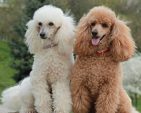 Dog grooming price guide for poddle and poddle crosses