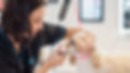Dog grooming -full groom services