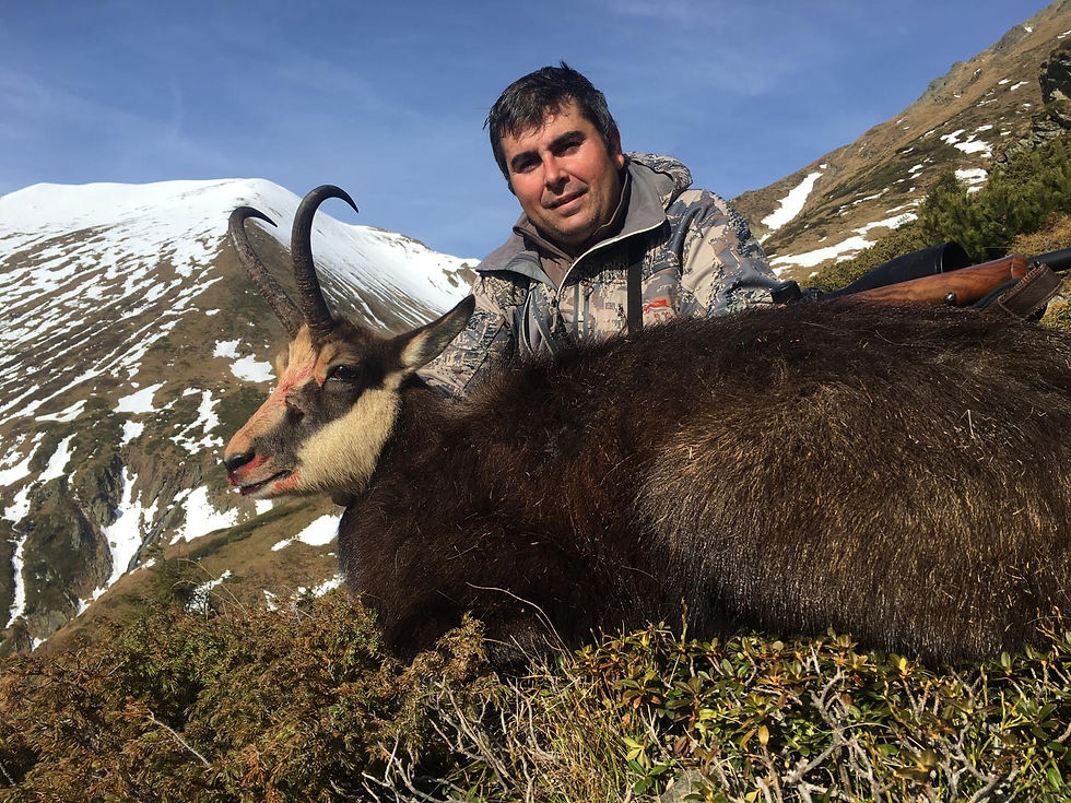 CARPATHIAN CHAMOIS