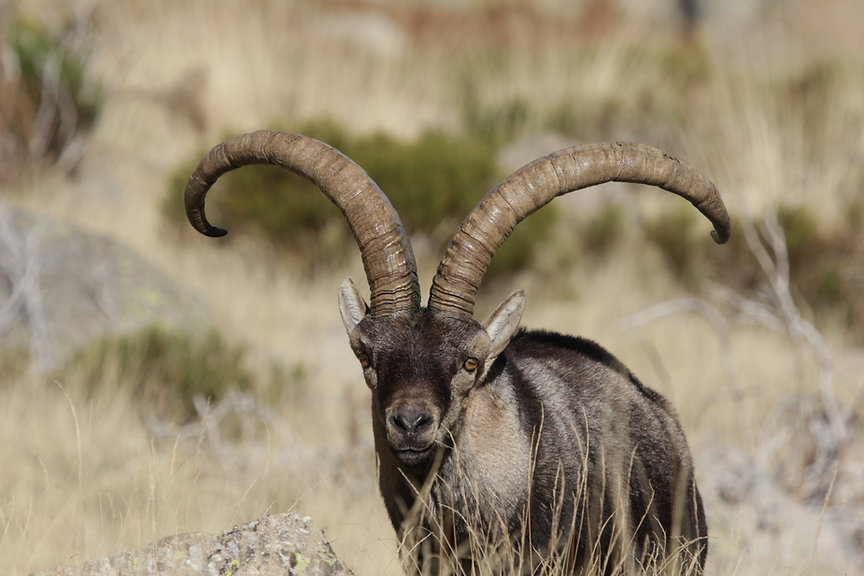 cabras nov 2015 s-37.jpeg
