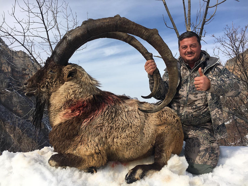 BEZOAR IBEX