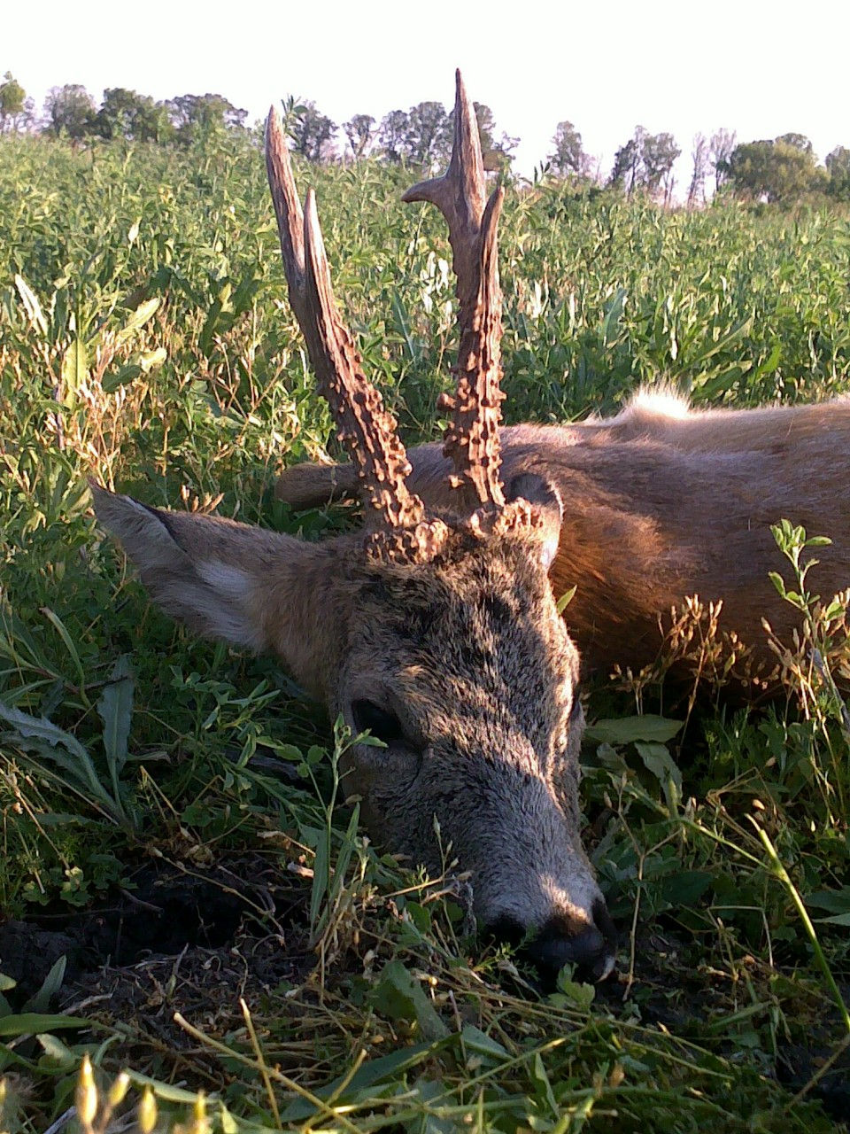 ROE BUCK