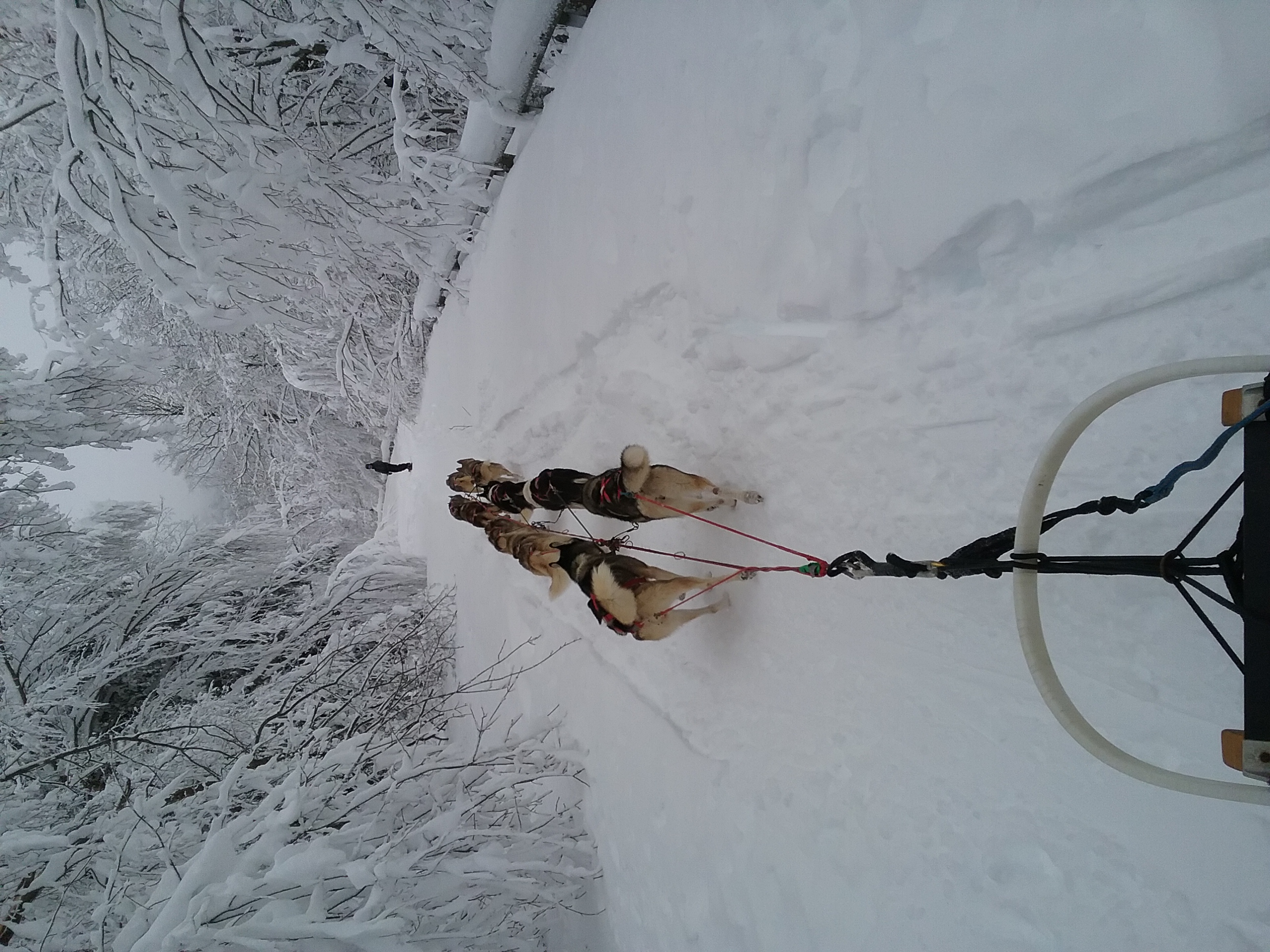 Smugglers Notch Tours octobersiberians