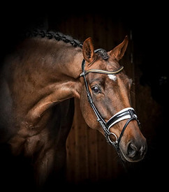 92398097_1368938353302711_60259893714238