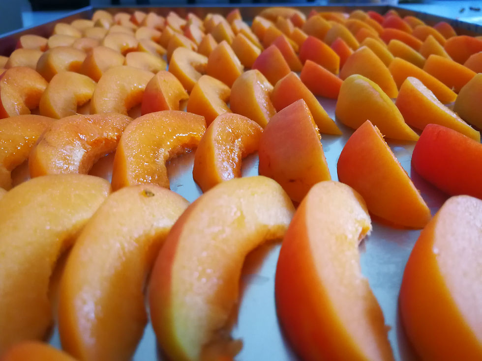 Marigolds before loading into AMARU freeze dryer