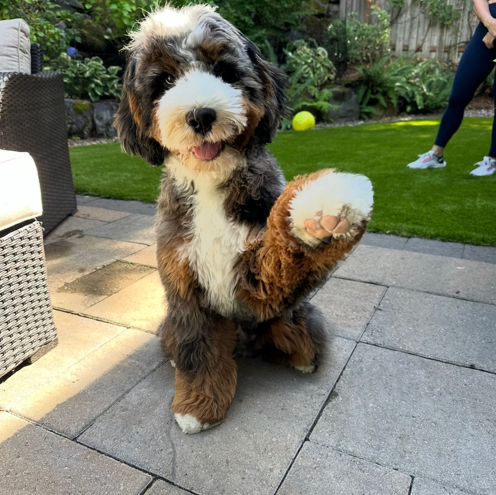 Merle Bernedoodle straight coat, hypoallergenic, Tri