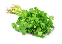 CILANTRO