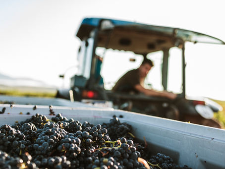 Las bodegas de la Asociación por la Calidad de Rioja duplican el impacto económico y social del sector, generando más riqueza y bienestar
