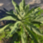 More mullein at Jolly's