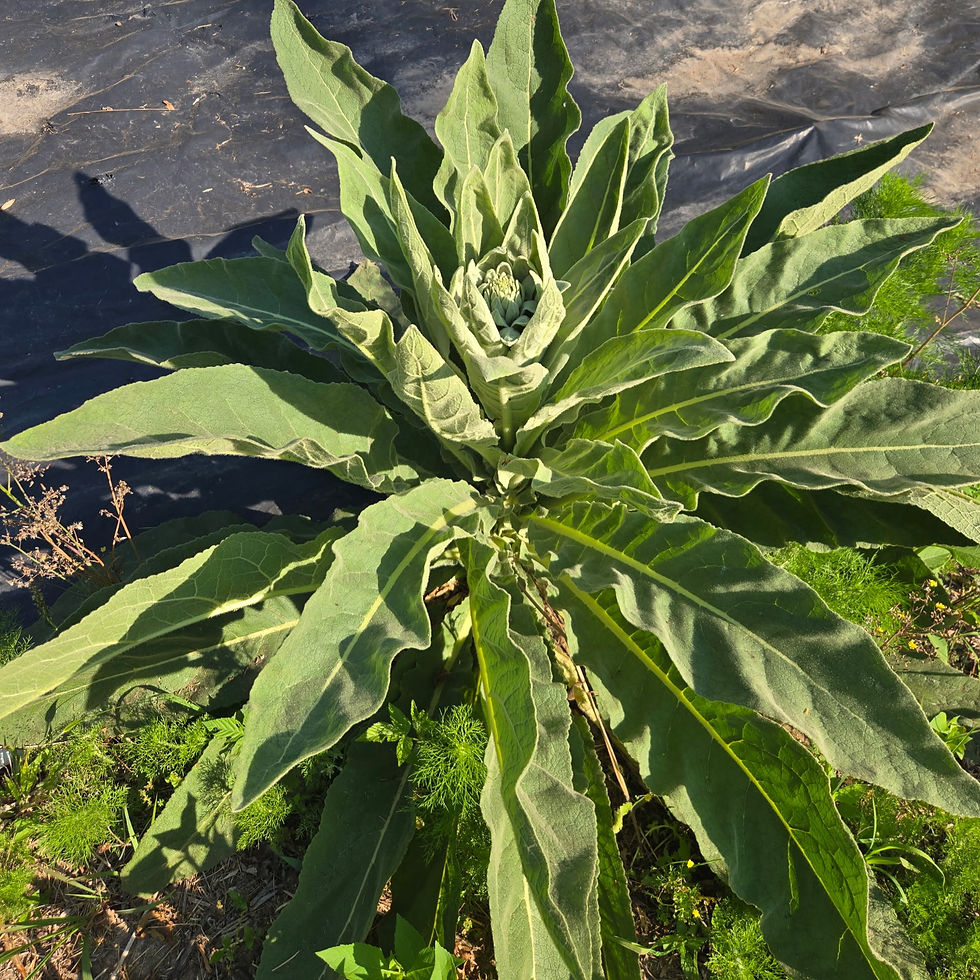 More mullein at Jolly's