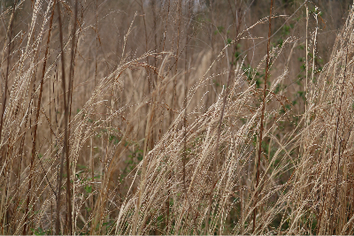Native grasses at Jolly's Mill Pond