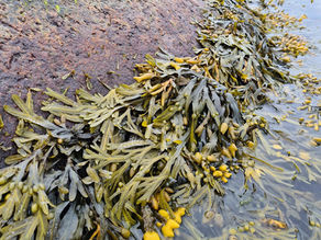 Seaweed, The Quiet Superhero!