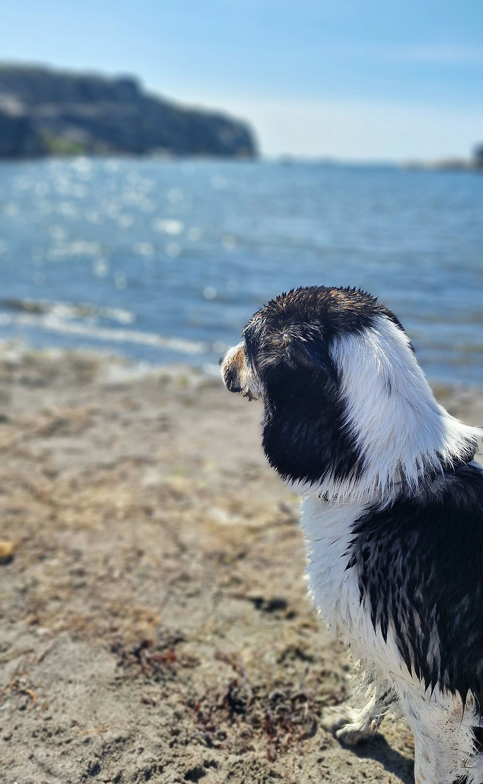 Even Norwegian dogs like my Mabel feel a strong affinity to the water.