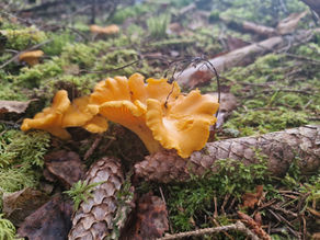 Nordic forest floor with chanterelles
