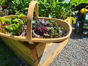 Perennial Plants: A Game Changer for Your Edible Kitchen Garden