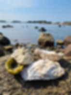 Norway beach oyster