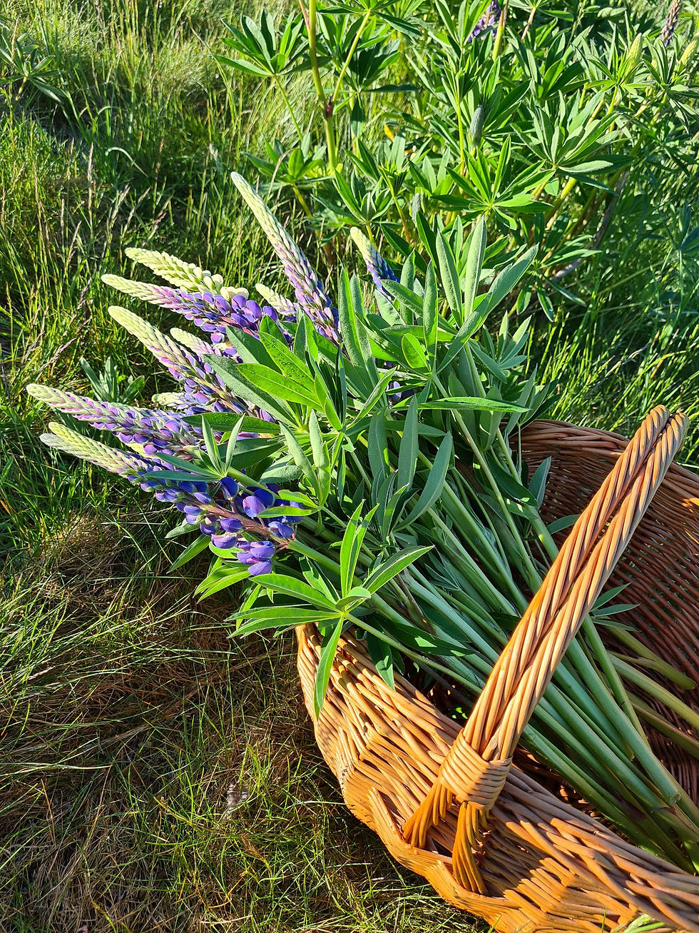 One of my favourite summer rituals is to pick wild flowers. I always pick the common ones, but it's special because I use a pretty basket and romantacise it a little.