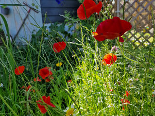 Nordic garden with flowers