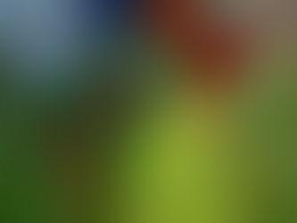 Nordic garden with flowers