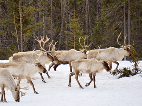 Reindeer migration Sweden
