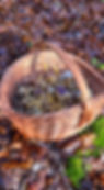 Wild mushrooms Norway