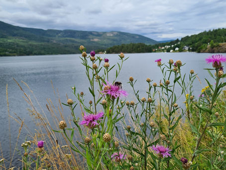 orwegian summer lake