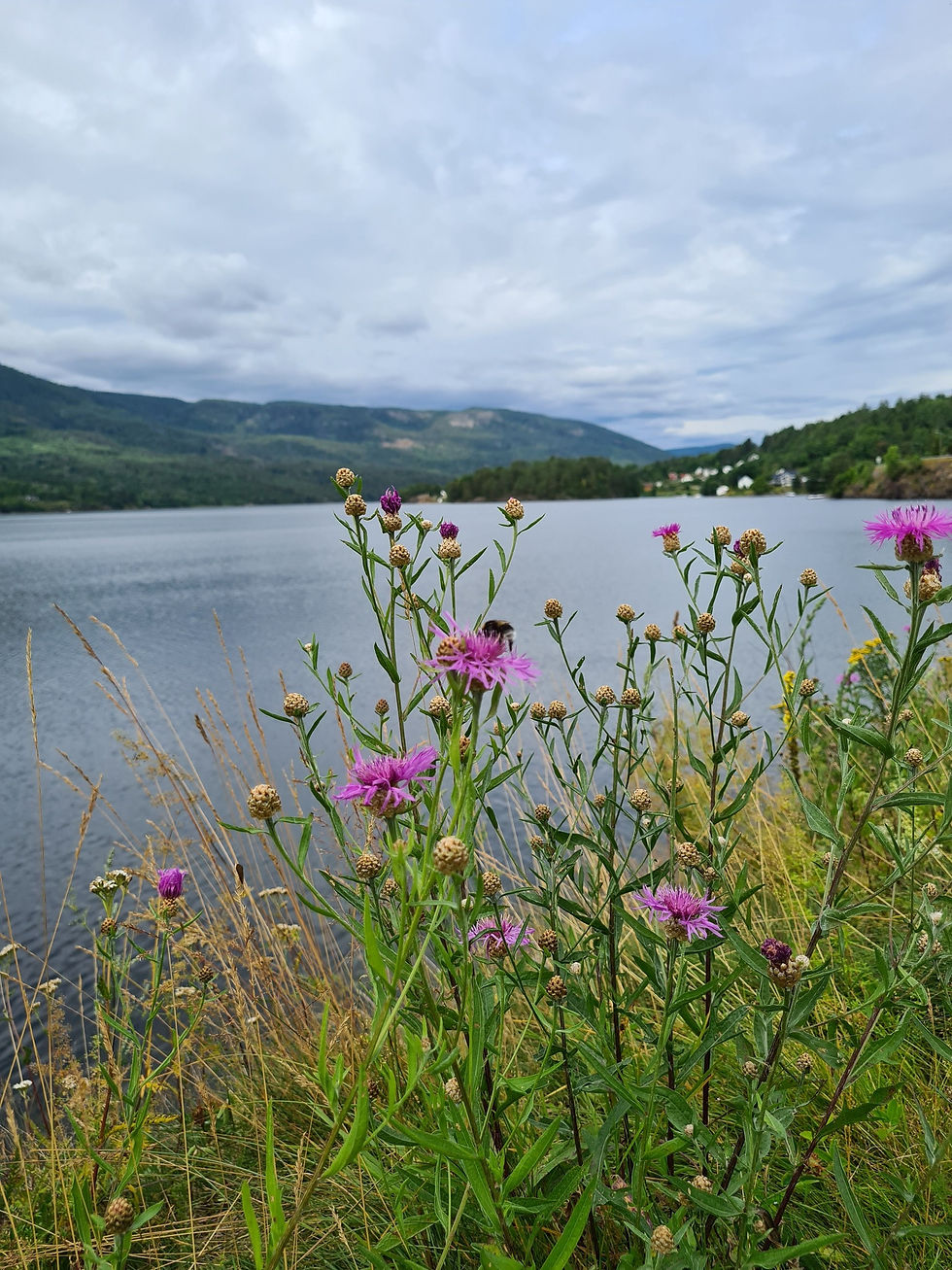 orwegian summer lake