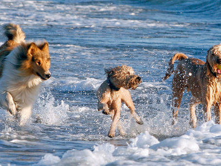 Renting with Pets in Boca Raton: A Guide for Pet Owners
