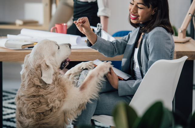 Enhancing Pet-Friendly Rental Properties