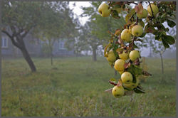 antonovka