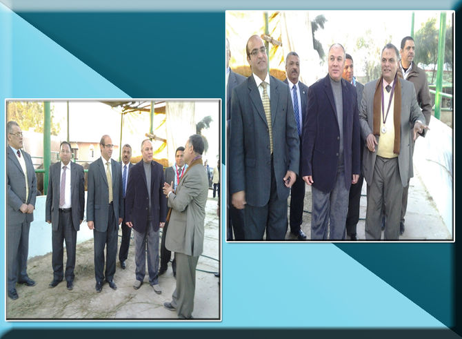 السيد الأستاذ الدكتور نبيل نور الدين رئيس الجامعة أثناء جولته بمزرعة الإنتاج الحيوانى بالكوامل