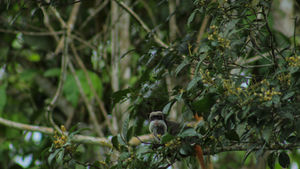 Valuing the Priceless: Groundbreaking Biodiversity Stewardship Methodology Unveiled by Associação Sociocultural Yawanawá