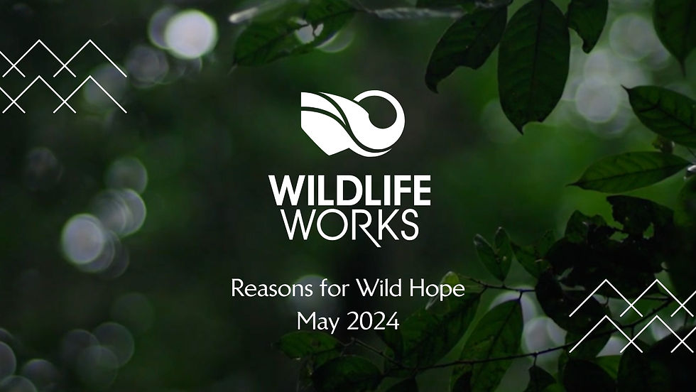 newsletter graphic with elephant logo and leaves