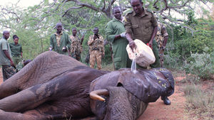 World Elephant Day: A Ranger’s Story on the Frontlines of Protecting Elephants at the Kasigau Corridor REDD+ Project