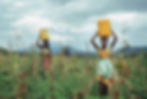 Two girls walk through a field carrying water
