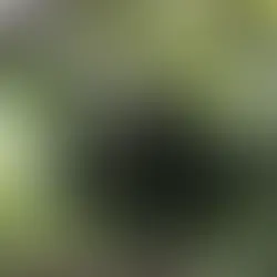 Arsitek Kehidupan Rimba di Hutan Gerbang Barito